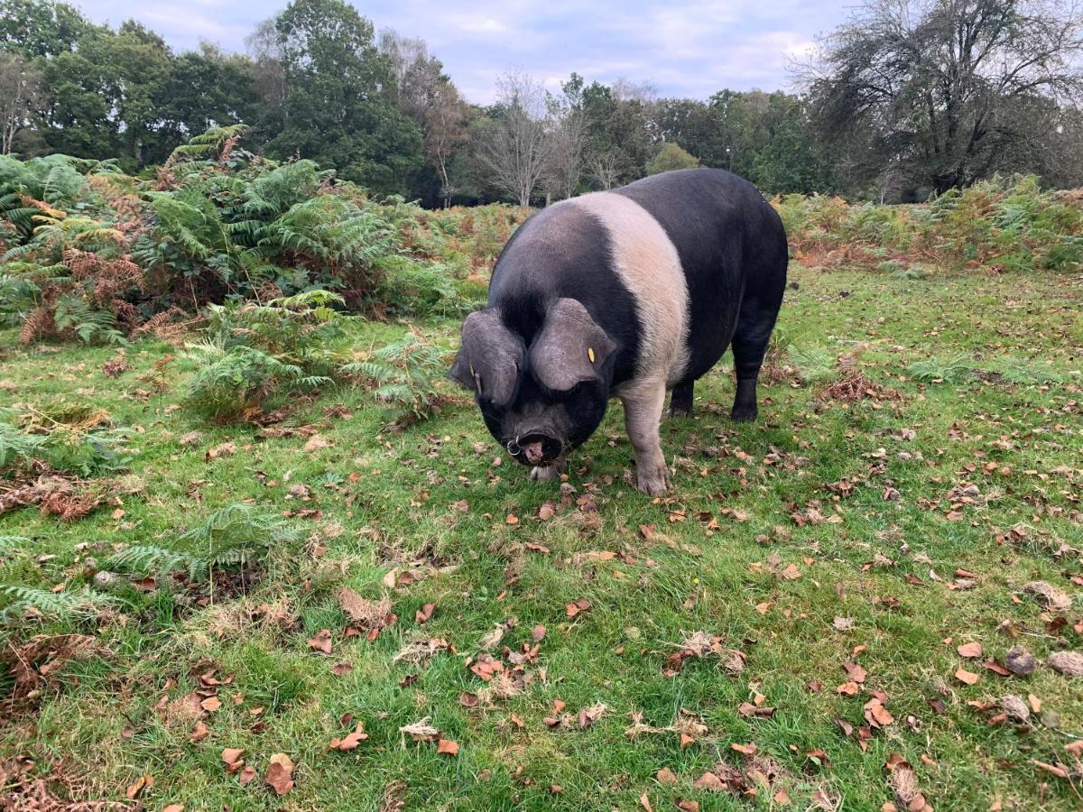 New Forest Hideaway- Self Catering Accommodation Newbridge  Exteriör bild